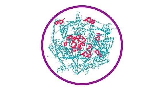 Pesquisadores de Yale desenvolvem vacina experimental promissora contra o herpes genital